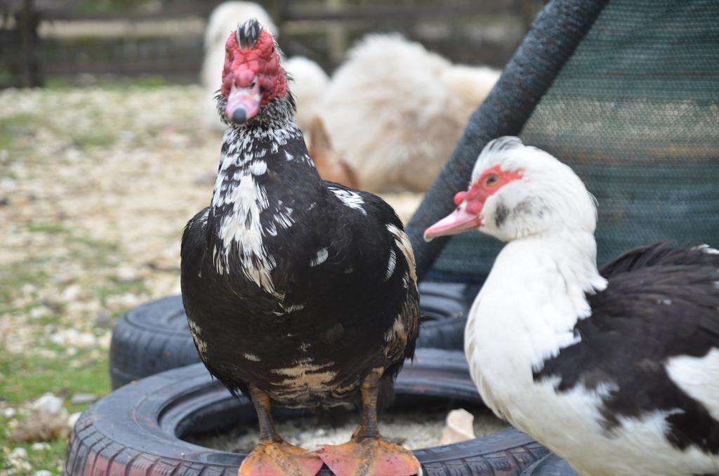 La Fattoria Di Morgana Villa Opi Luaran gambar