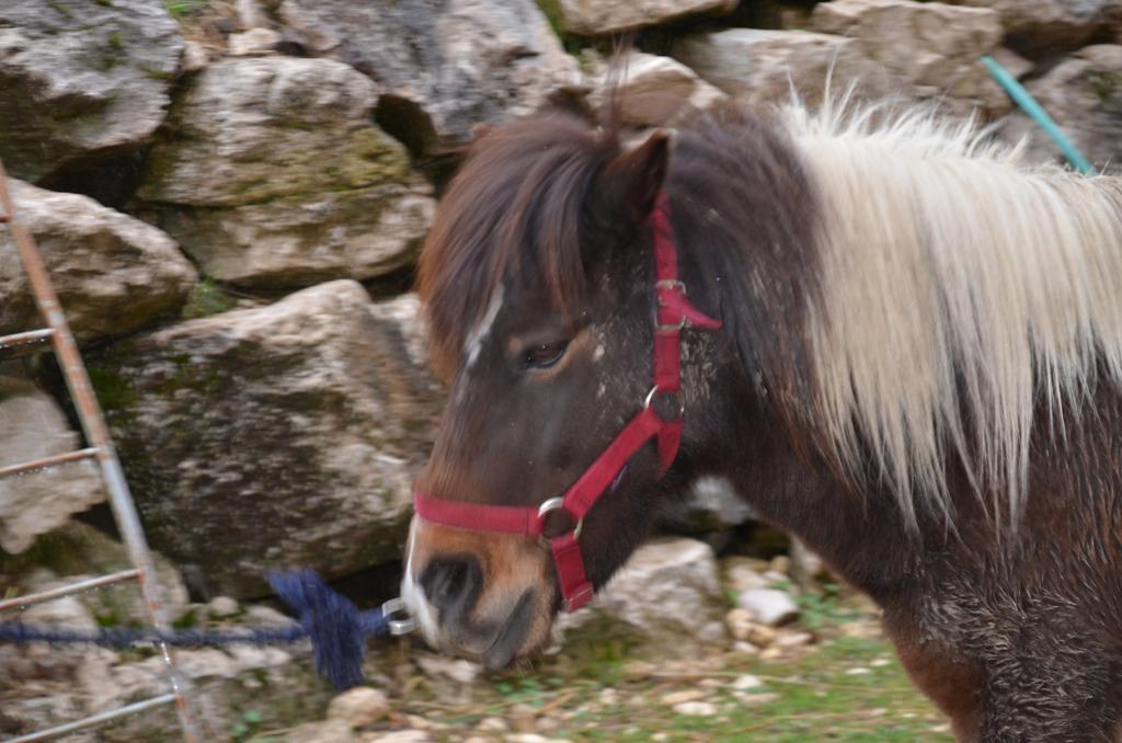 La Fattoria Di Morgana Villa Opi Luaran gambar