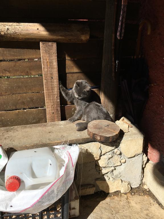 La Fattoria Di Morgana Villa Opi Luaran gambar
